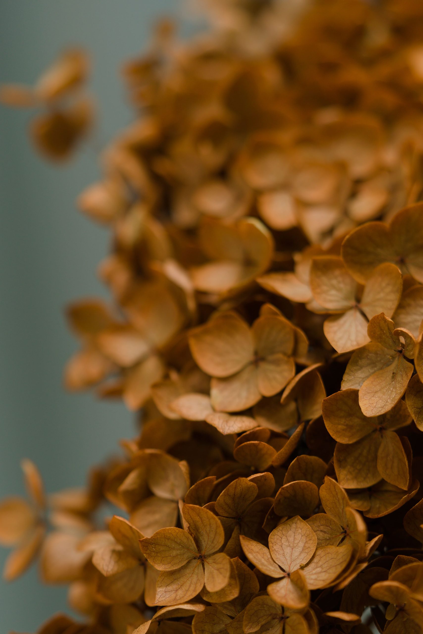 Bronze Hydrangea - Image 3