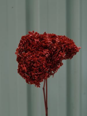 Crimson Hydrangea
