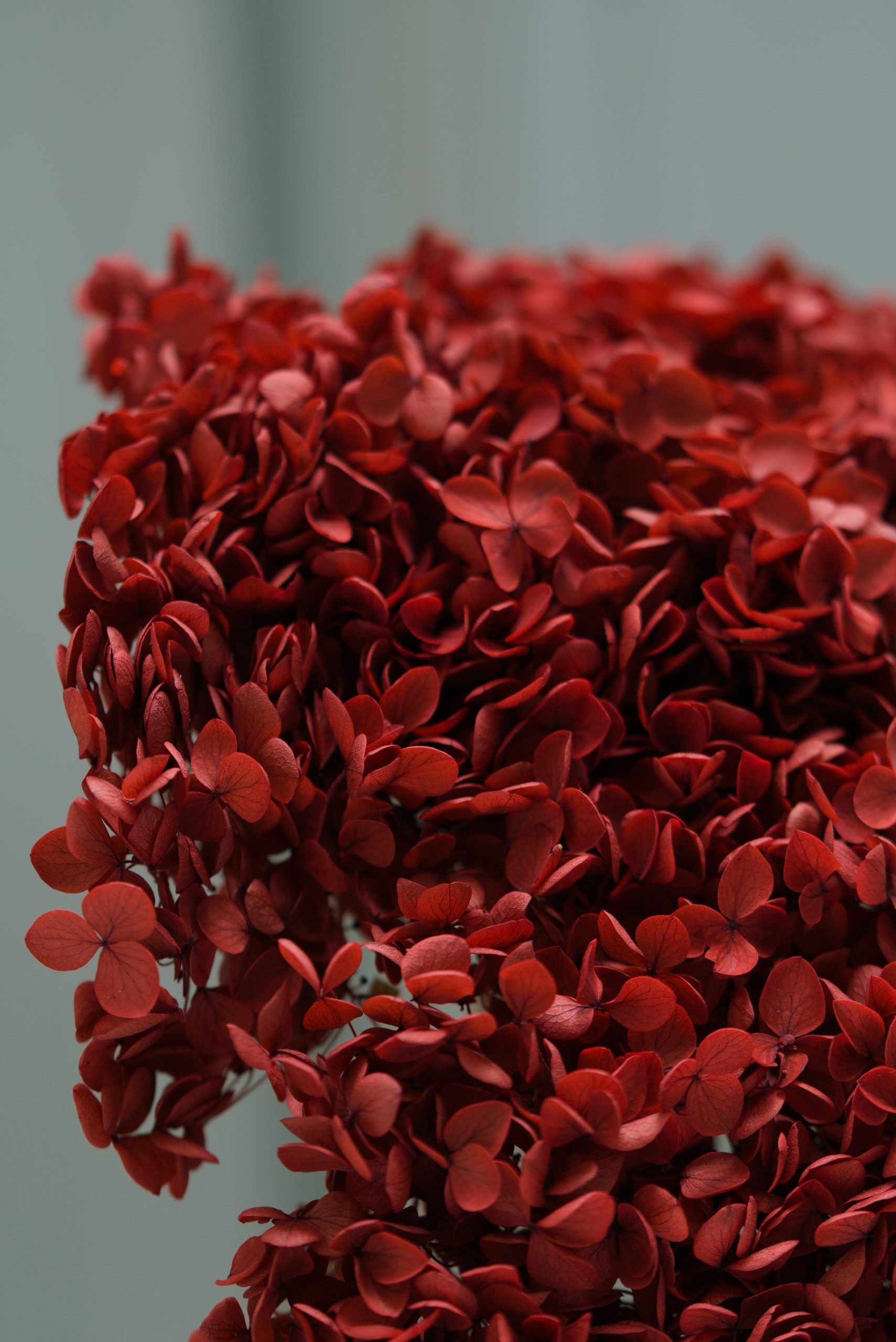Crimson Hydrangea - Image 3