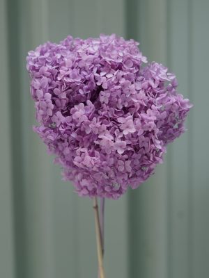 Light Purple Hydrangea