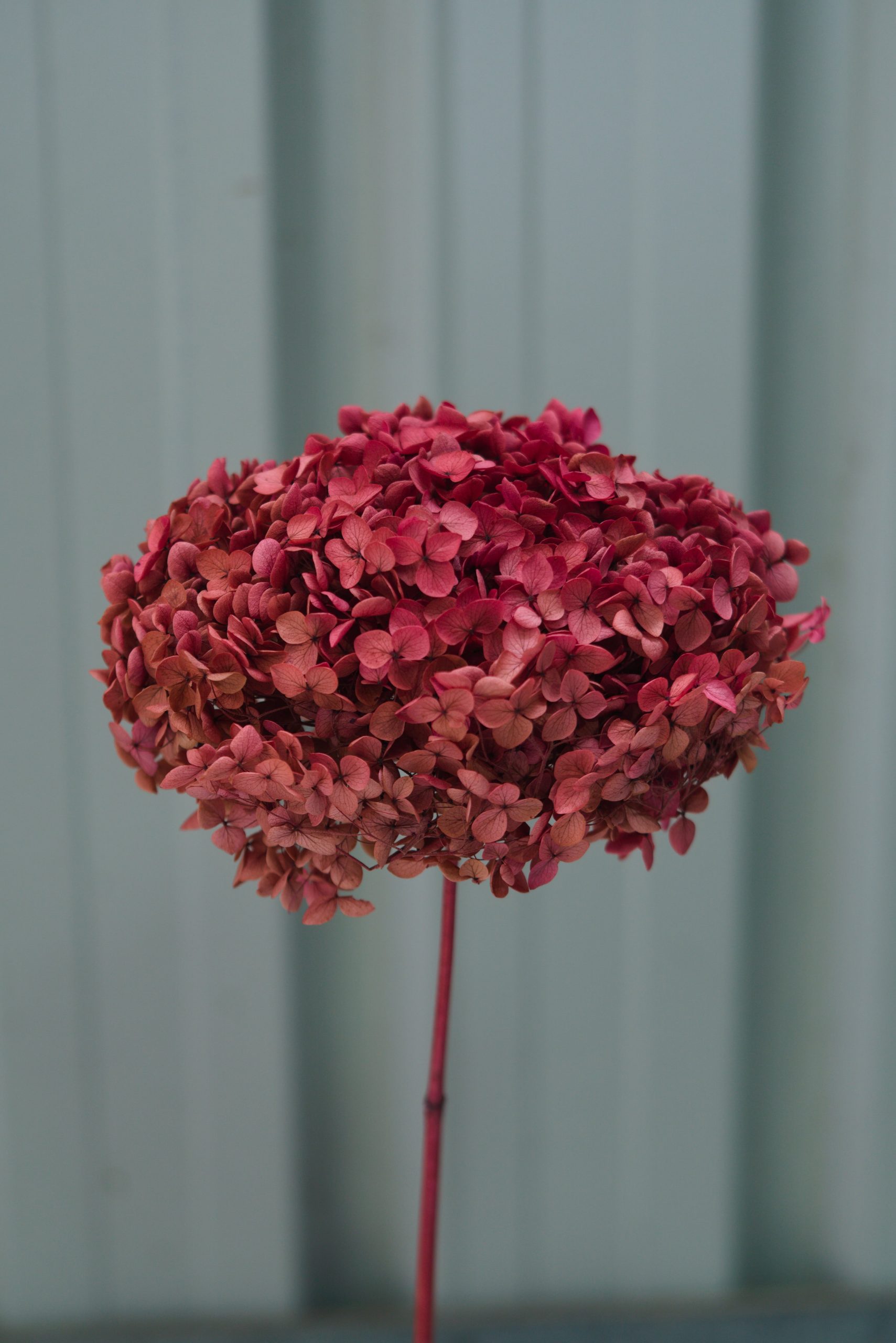 Gradient Brick Red Hydrangea