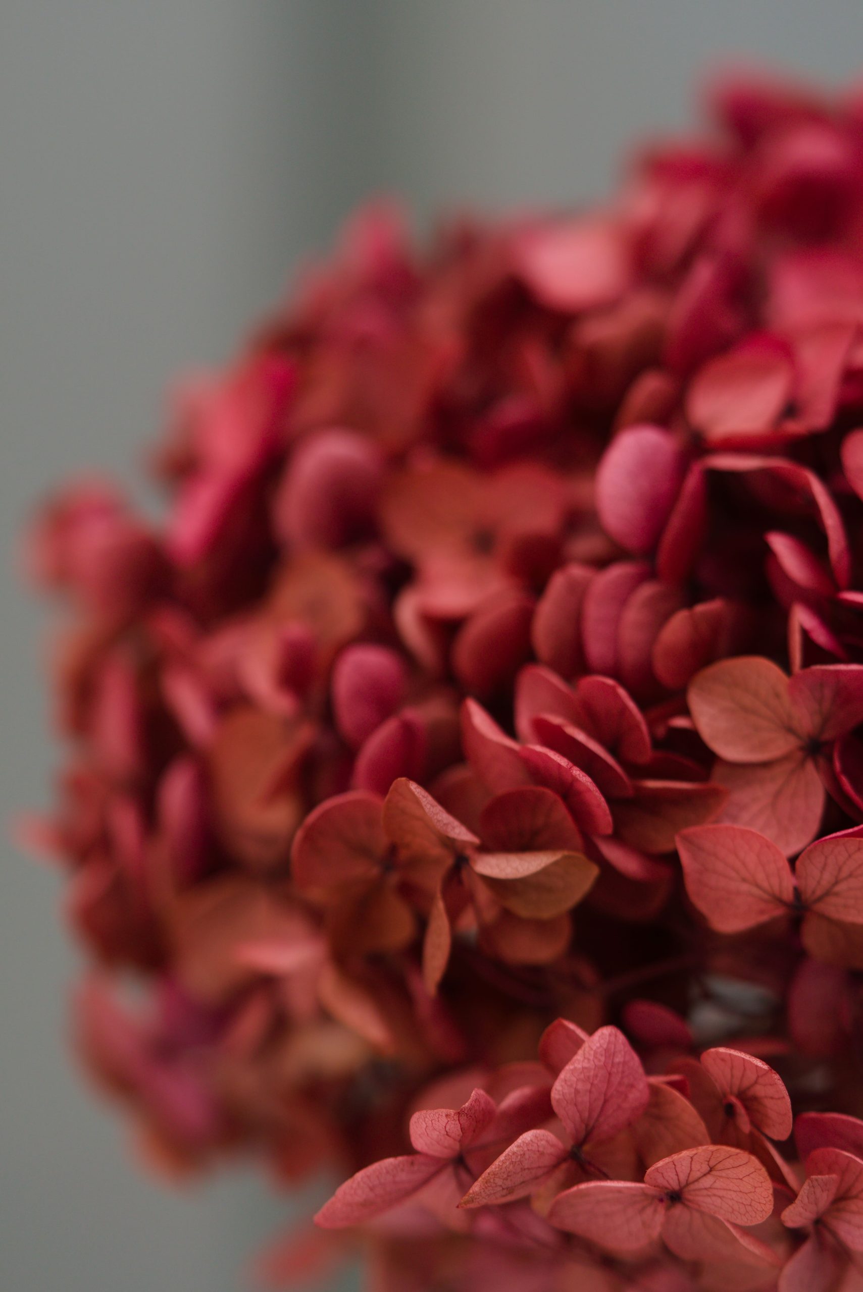 Gradient Brick Red Hydrangea - Image 3