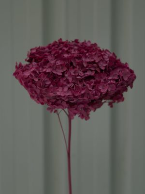 Plum Purple Hydrangea