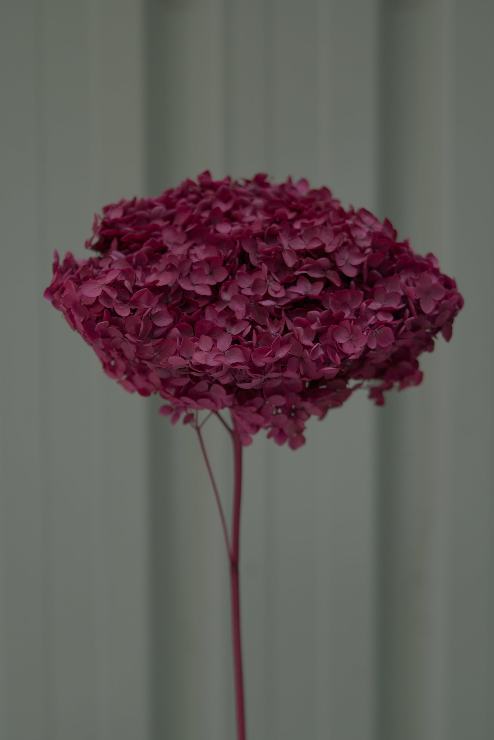 Plum Purple Hydrangea