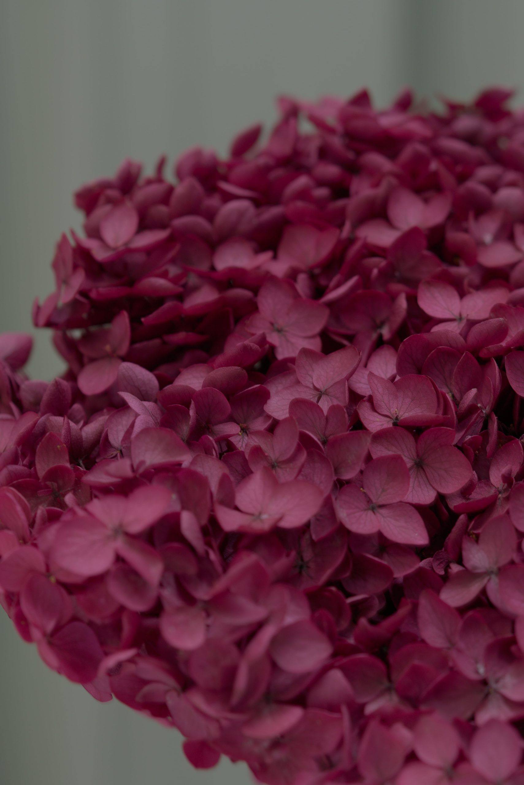 Plum Purple Hydrangea - Image 3
