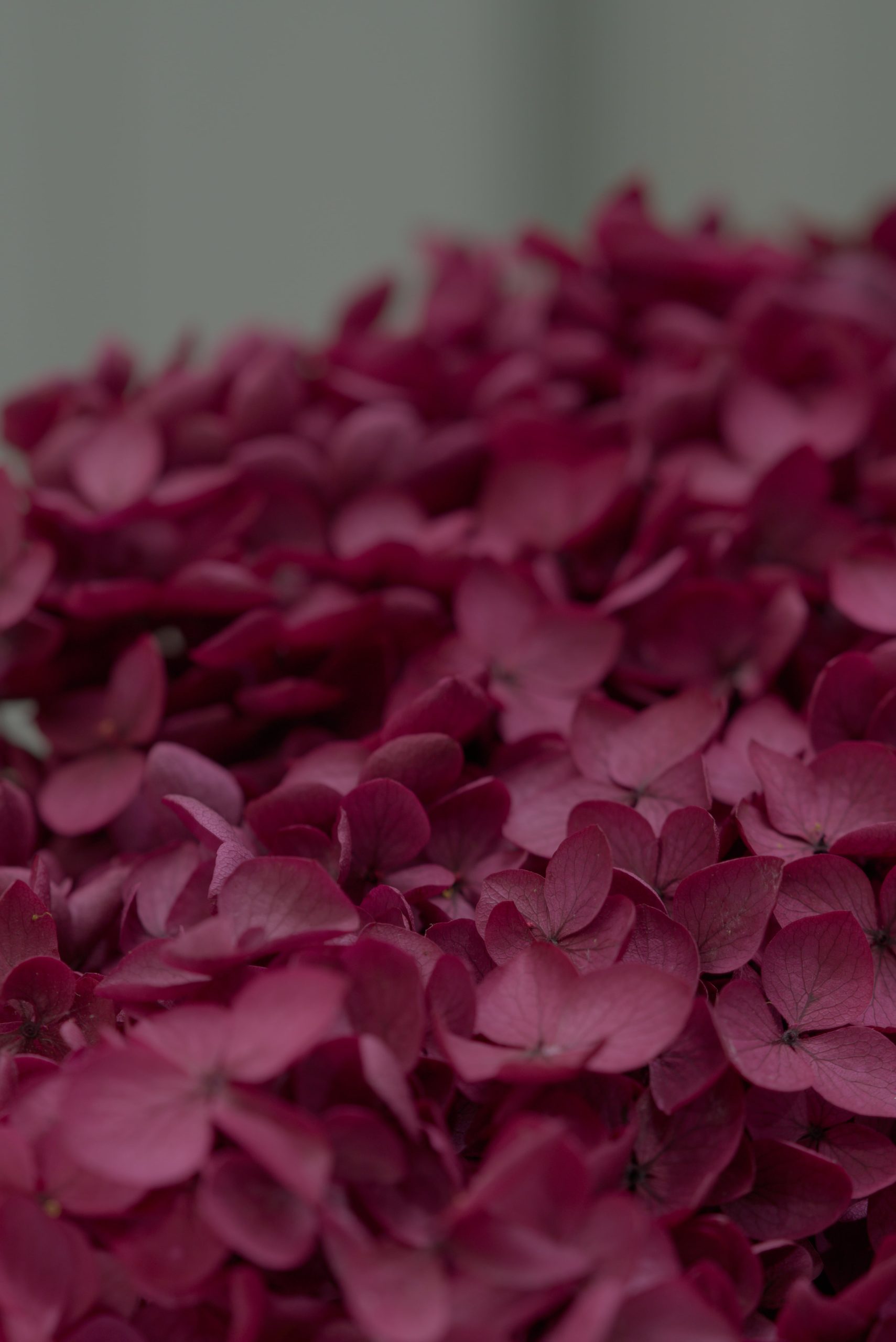 Plum Purple Hydrangea - Image 4