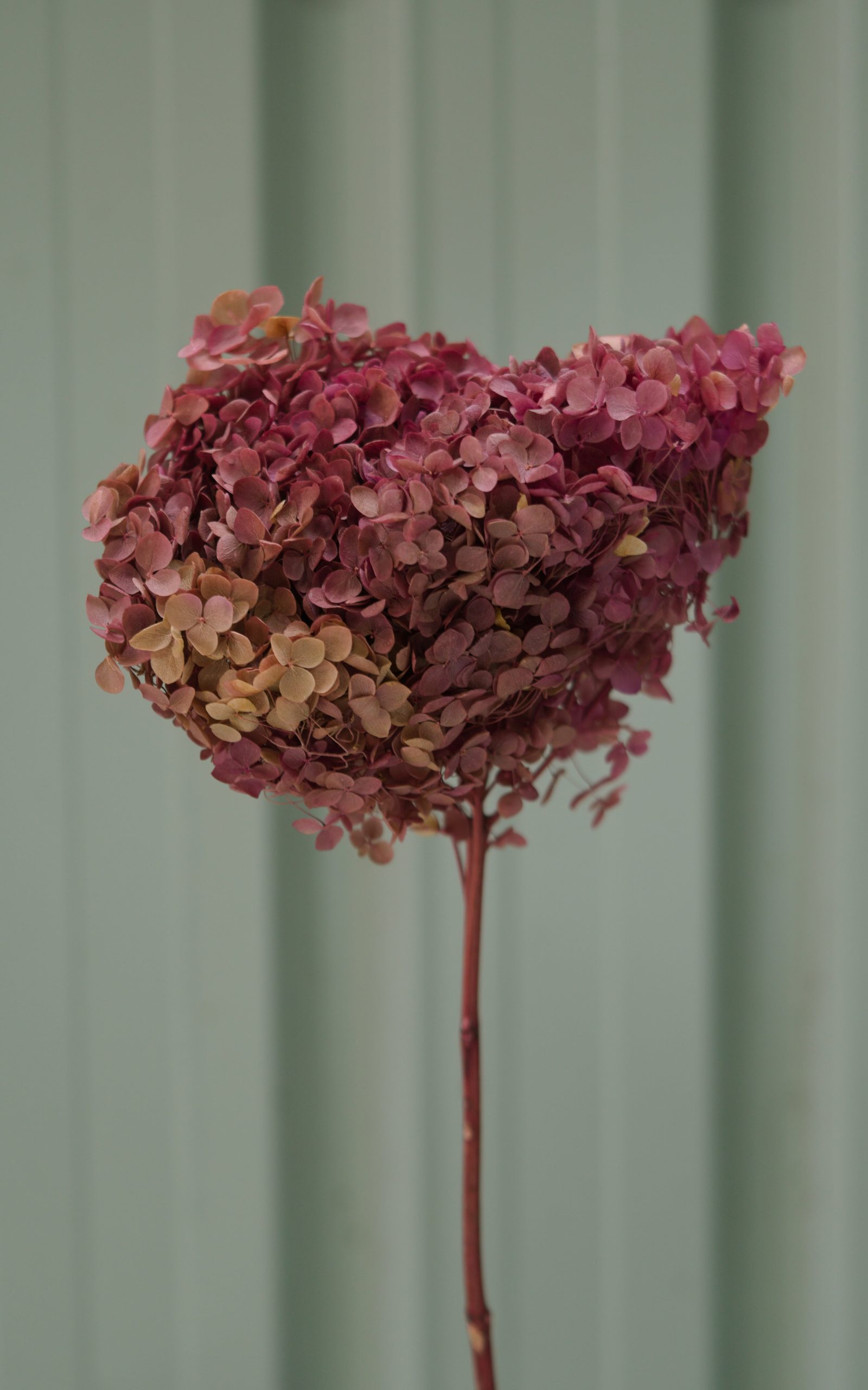 Bi-Colour Maroon/Green Hydrangea