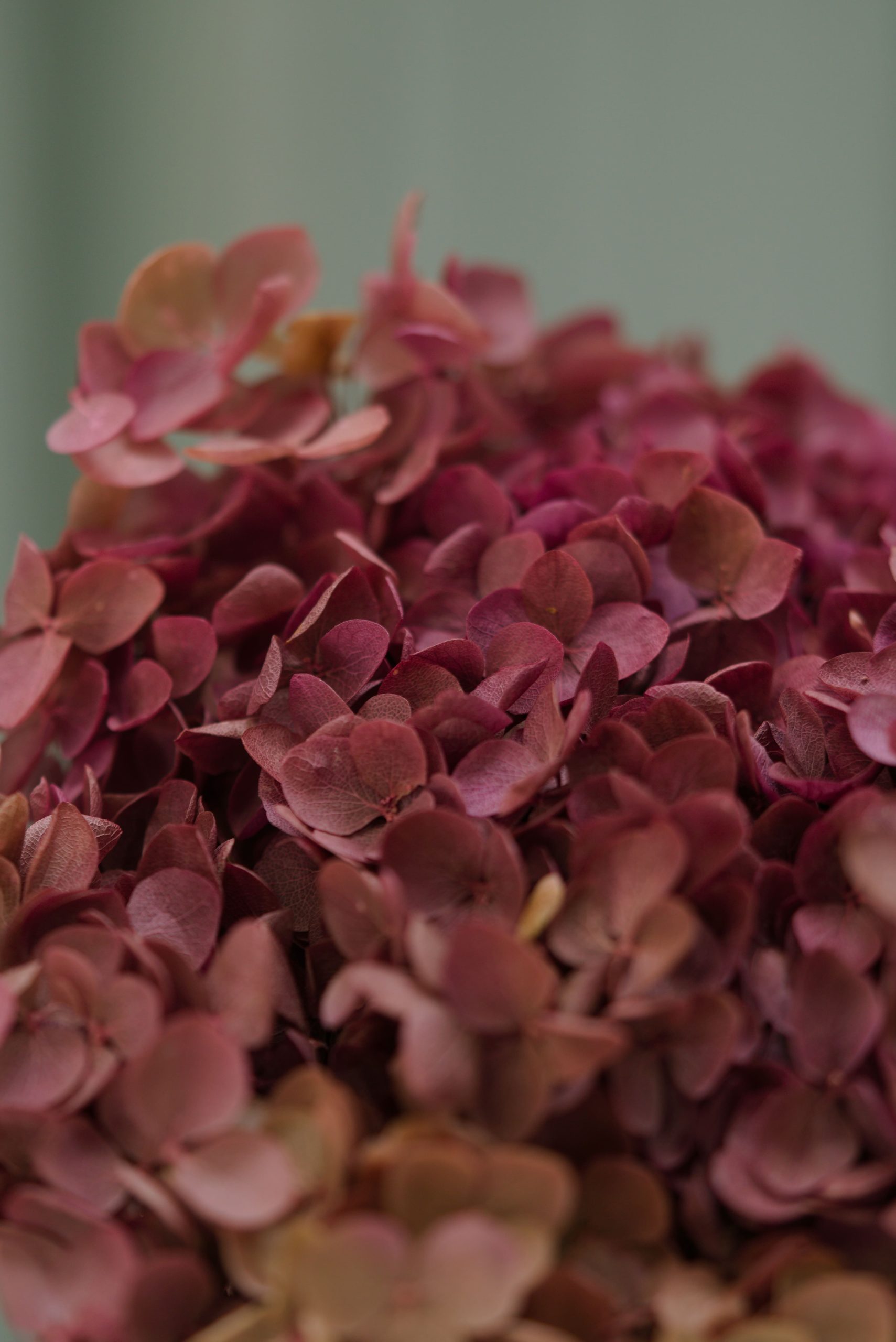Bi-Colour Maroon/Green Hydrangea - Image 3