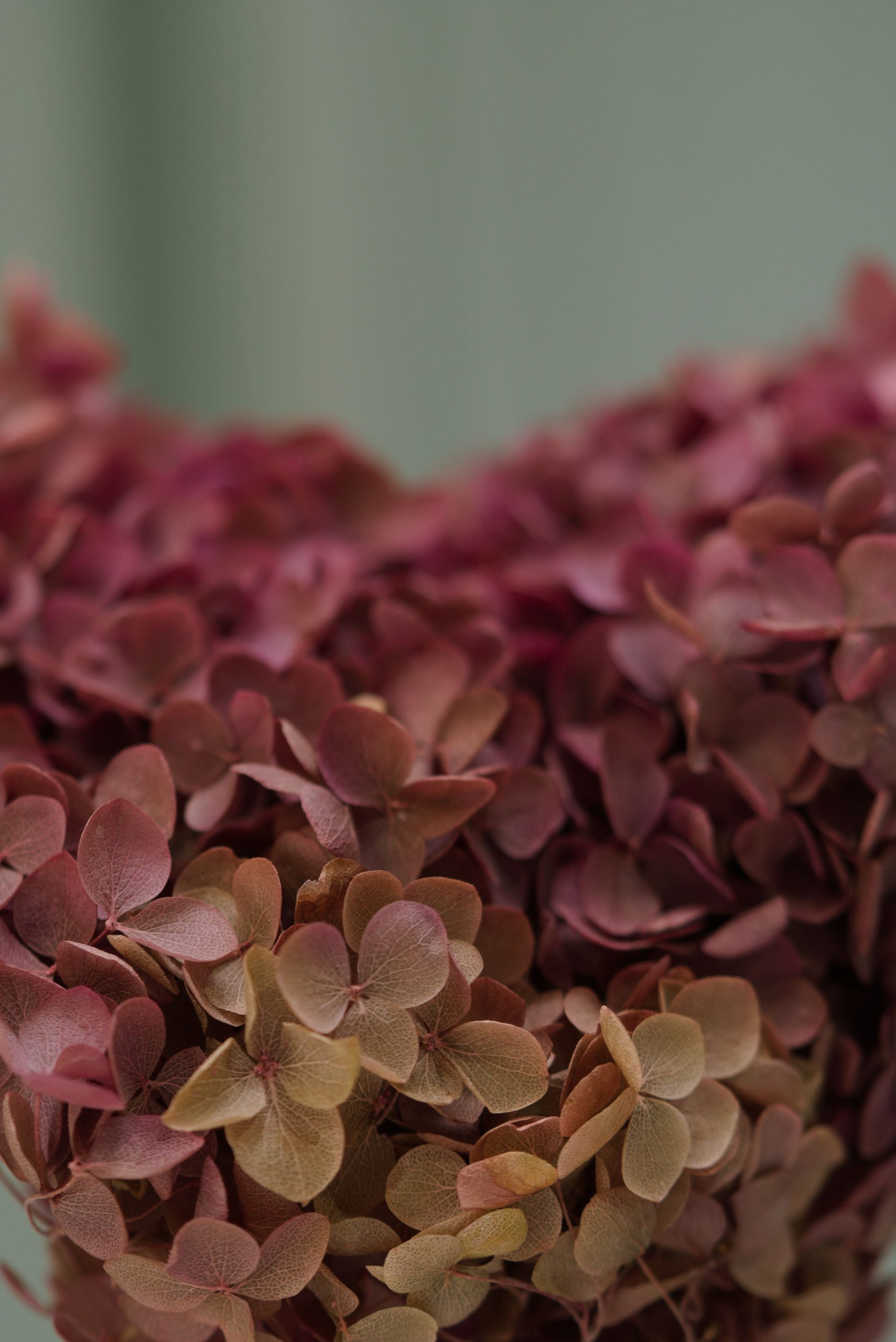 Bi-Colour Maroon/Green Hydrangea - Image 4