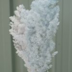 Faded Blue Ming Fern