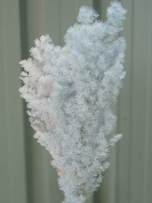 Faded Blue Ming Fern