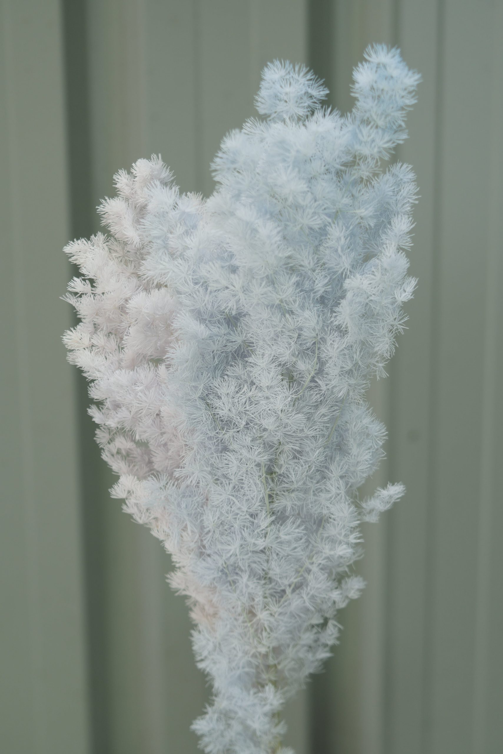 Faded Blue Ming Fern