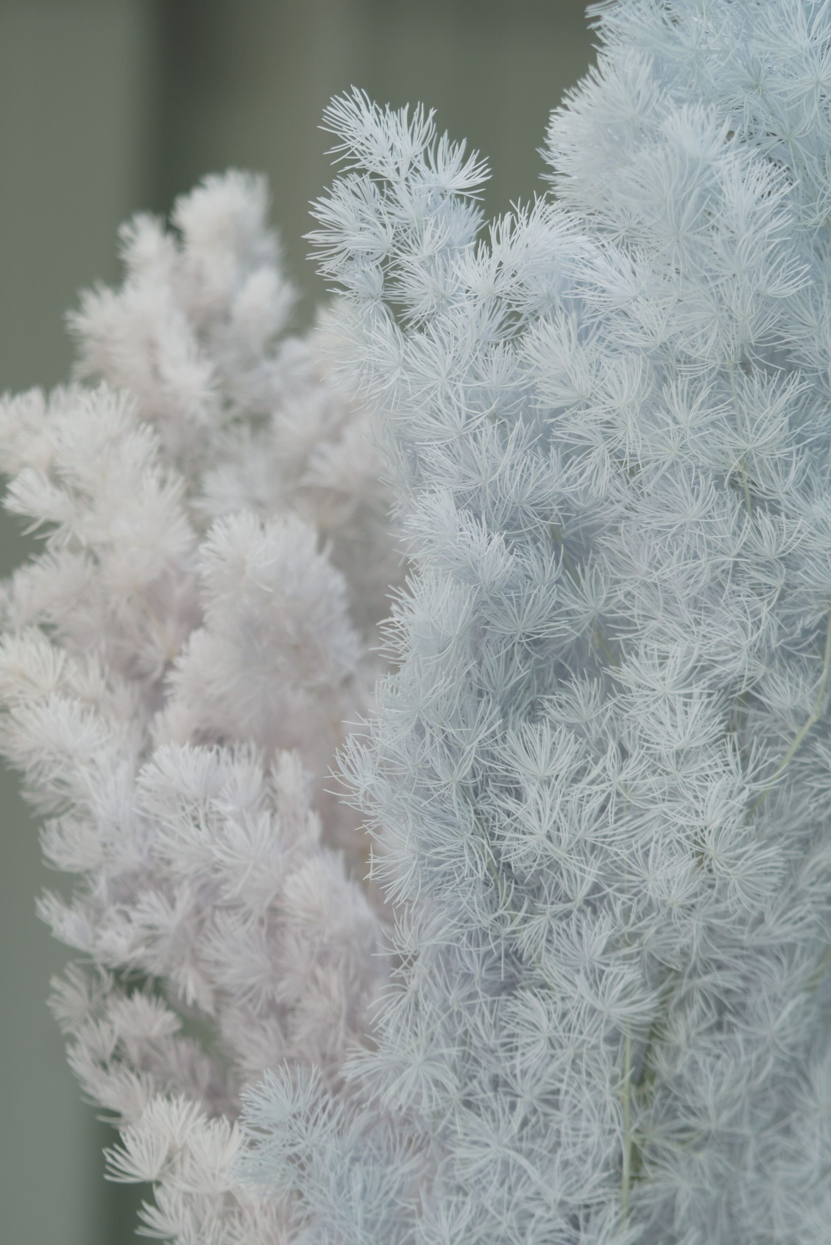 Faded Blue Ming Fern - Image 3