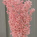 Pink Ming Fern