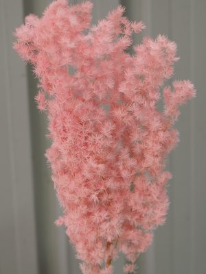 Pink Ming Fern