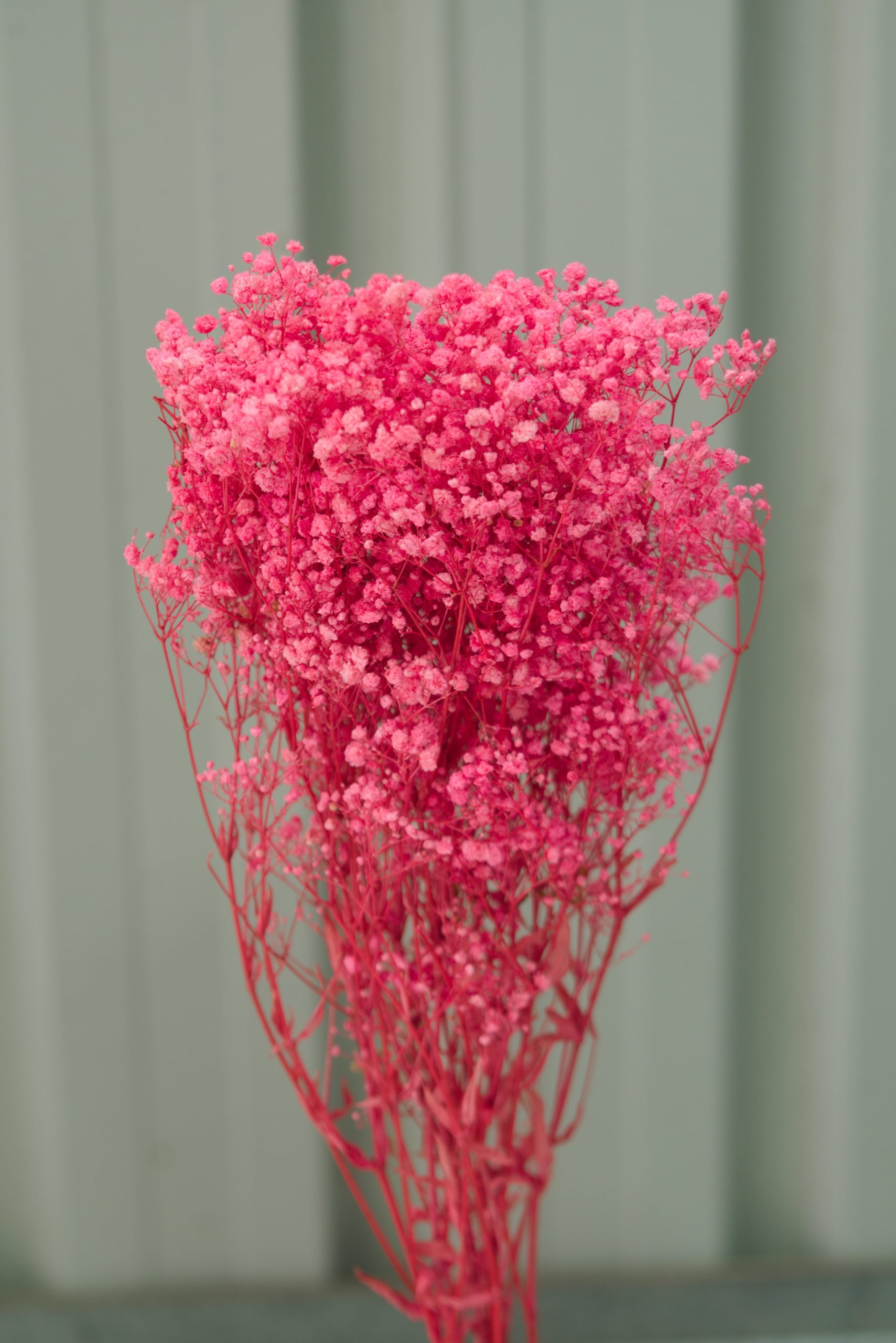 Pink Baby's Breath