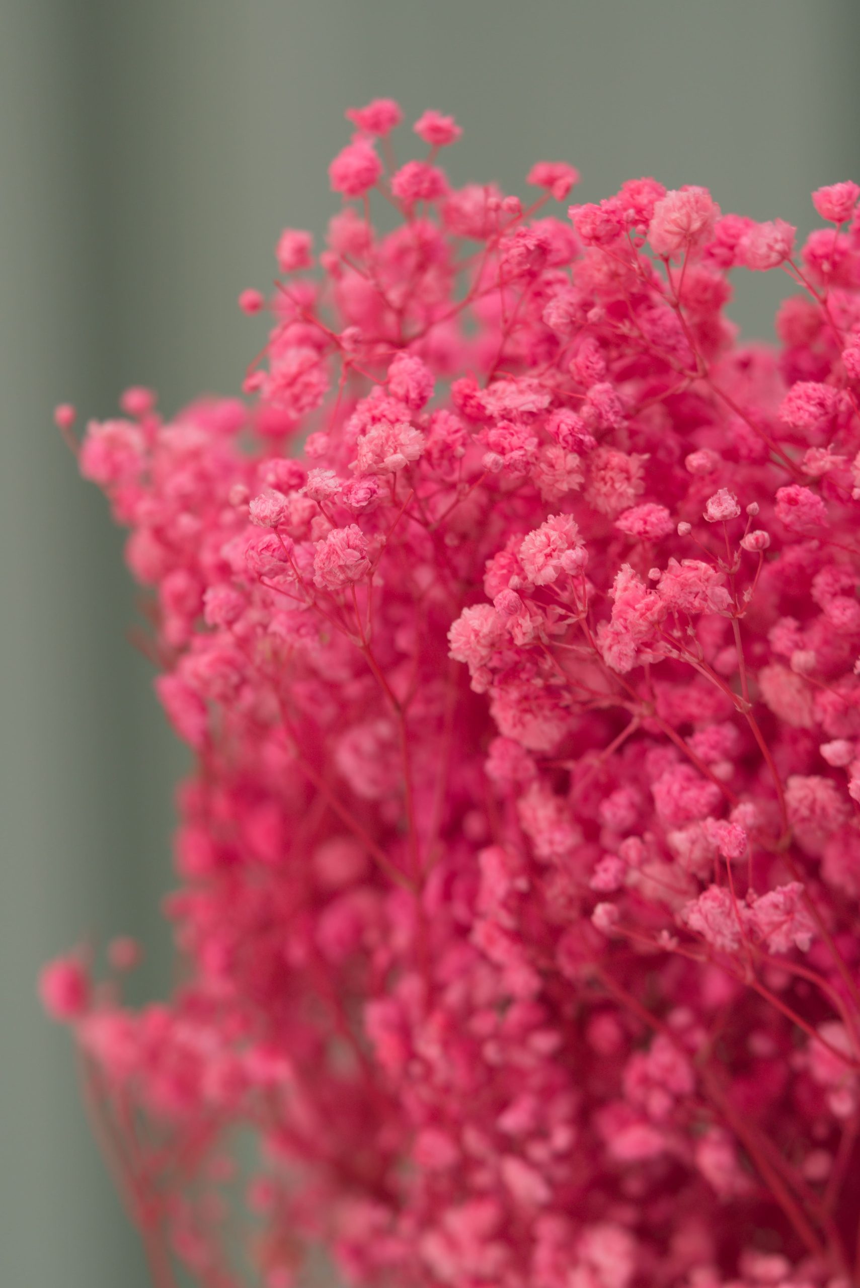Pink Baby's Breath - Image 3