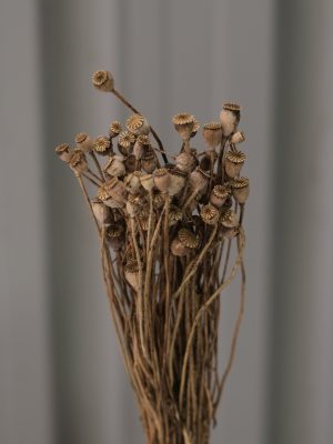 Brown Poppy