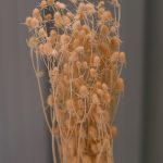 Orange Sea Holly