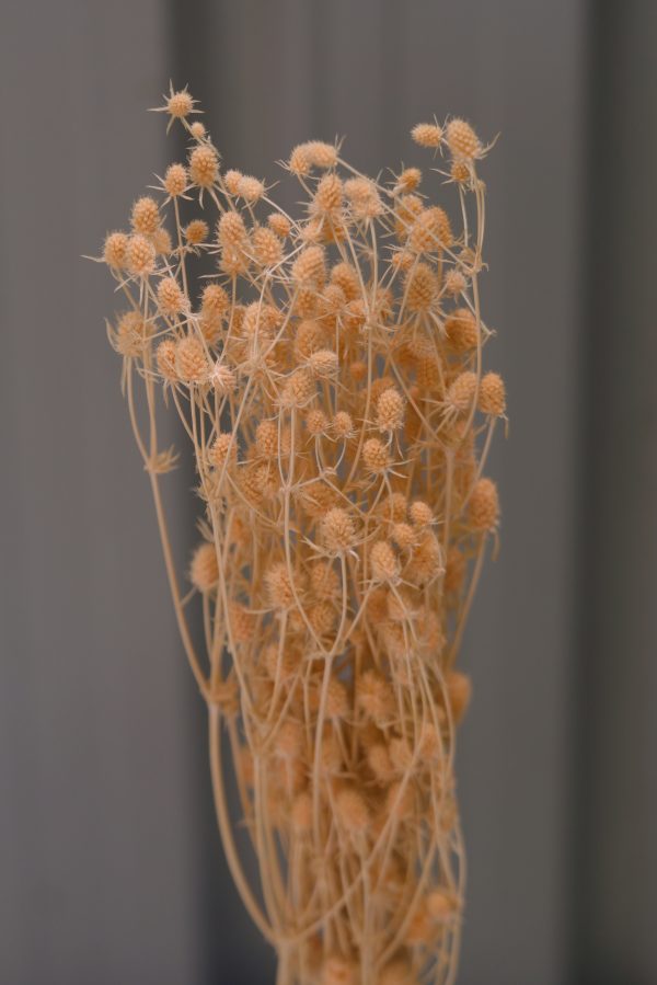 Orange Sea Holly
