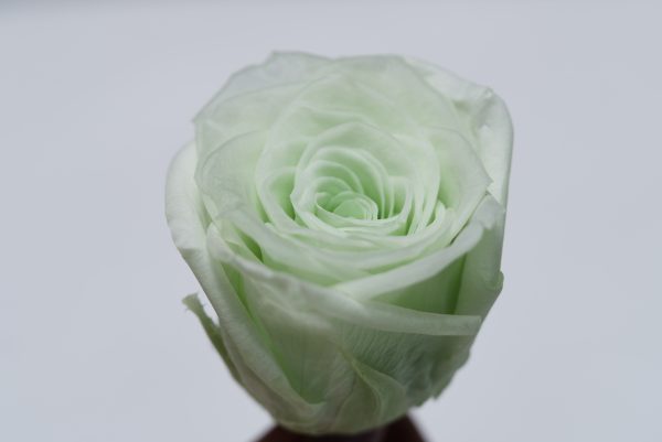 Green Rose Heads - 6 pack - Image 5