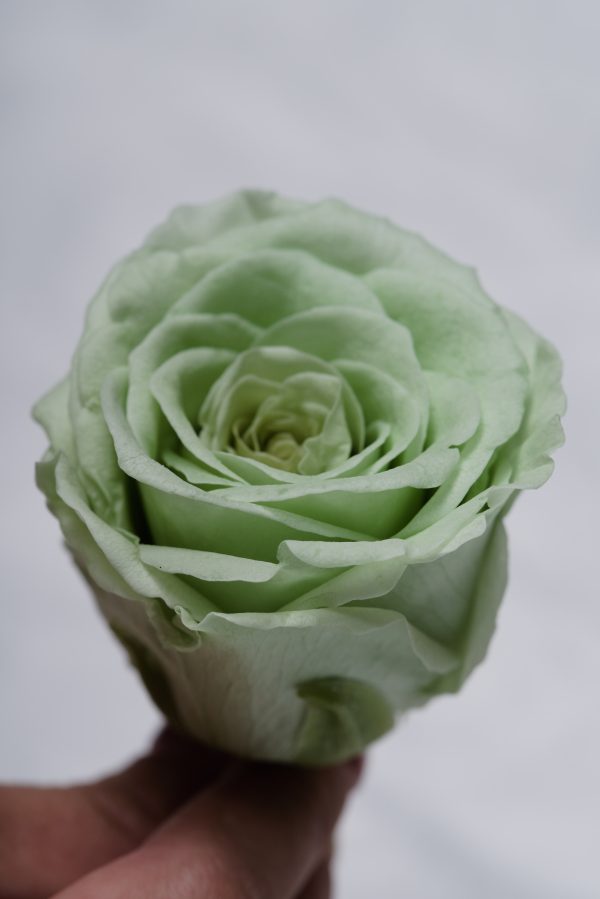 Green Rose Heads - 6 pack - Image 6