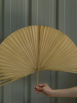 Large Natural Fan Palm