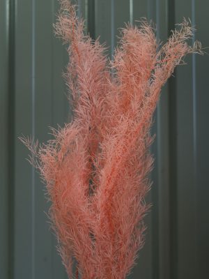 Coral Pink Spiny Asparagus Fern