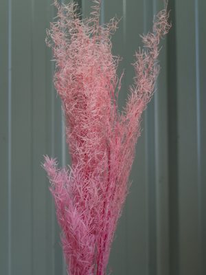 Pink Spiny Asparagus Fern