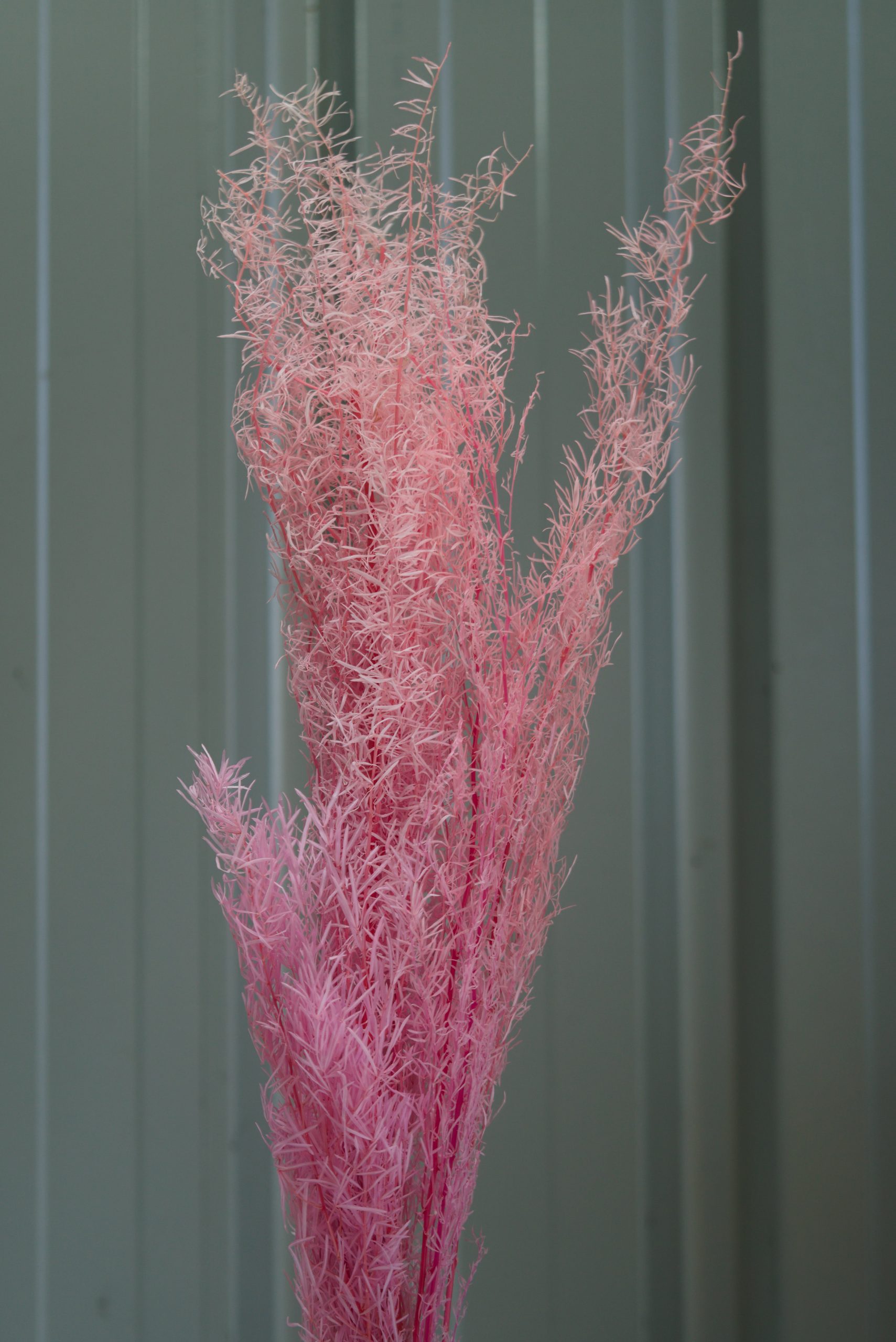 Pink Spiny Asparagus Fern
