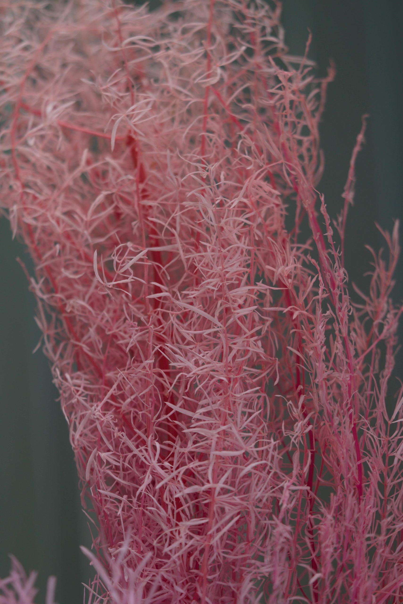 Pink Spiny Asparagus Fern - Image 3