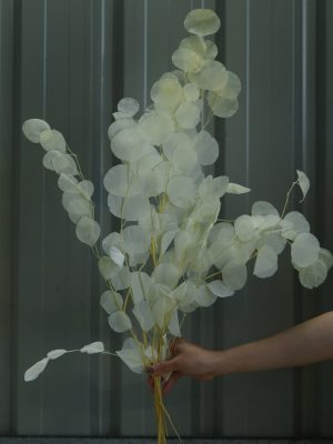 Off-White Eucalyptus Leaves