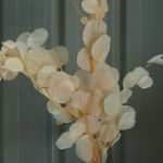 Beige Eucalyptus Leaves