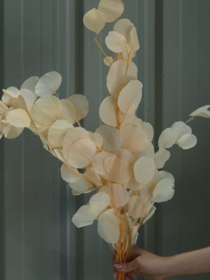 Beige Eucalyptus Leaves
