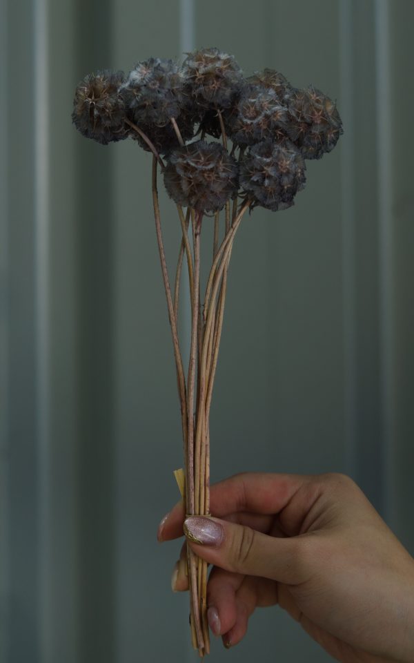 Charcoal Grey Scabiosa - Image 3