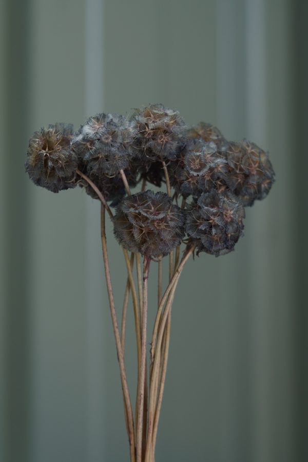 Charcoal Grey Scabiosa