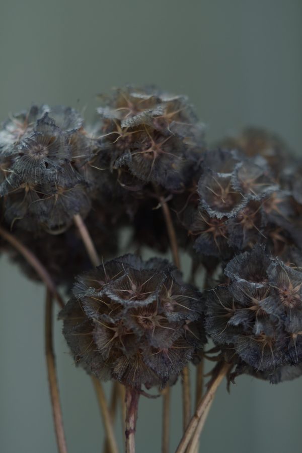 Charcoal Grey Scabiosa - Image 2