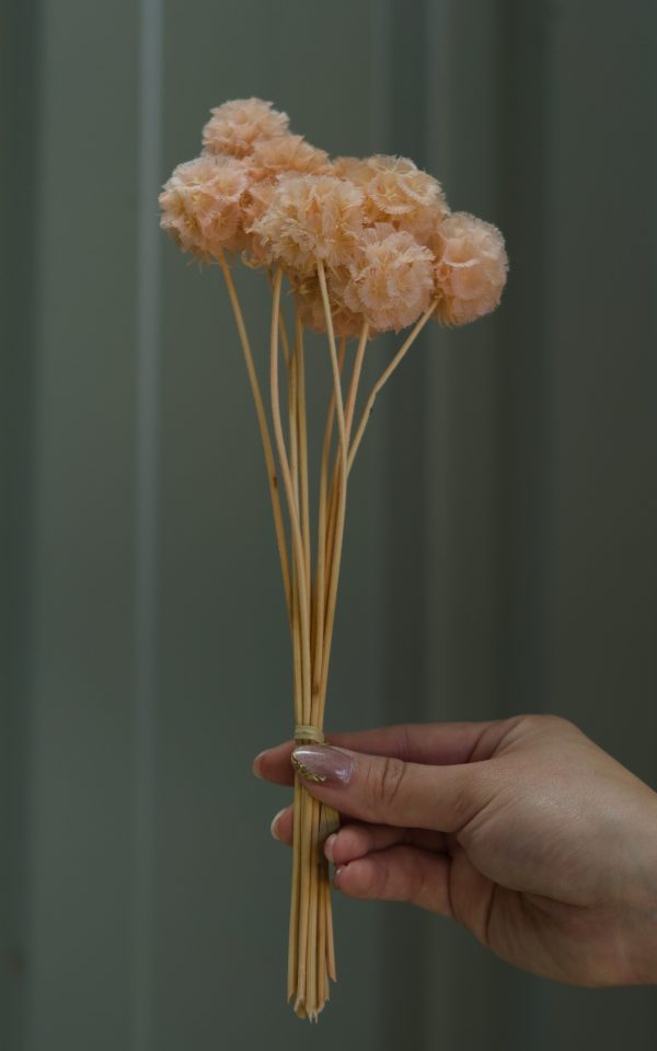 Dusty Peach Scabiosa - Image 2