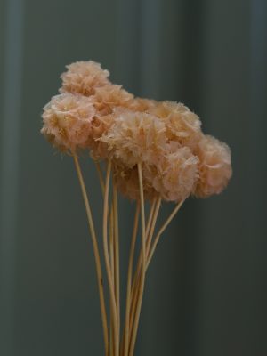 Dusty Peach Scabiosa