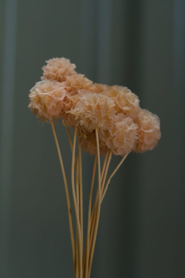 Dusty Peach Scabiosa