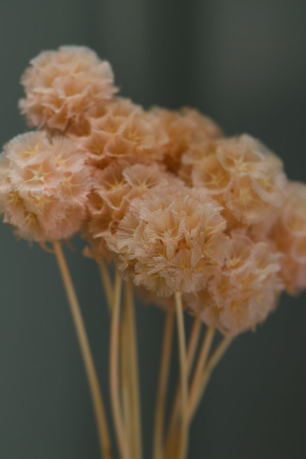 Dusty Peach Scabiosa - Image 3