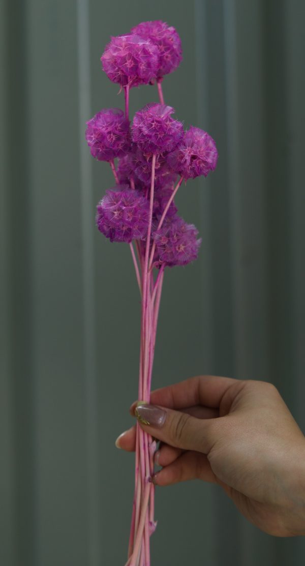 Purple Scabiosa - Image 3