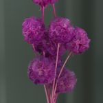Purple Scabiosa