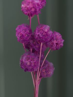 Purple Scabiosa