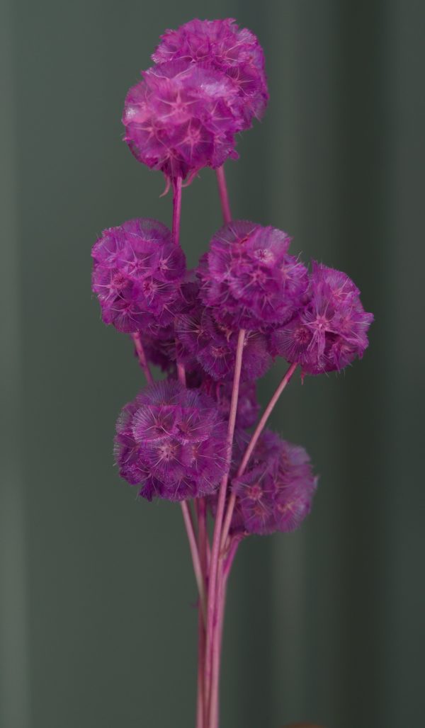 Purple Scabiosa