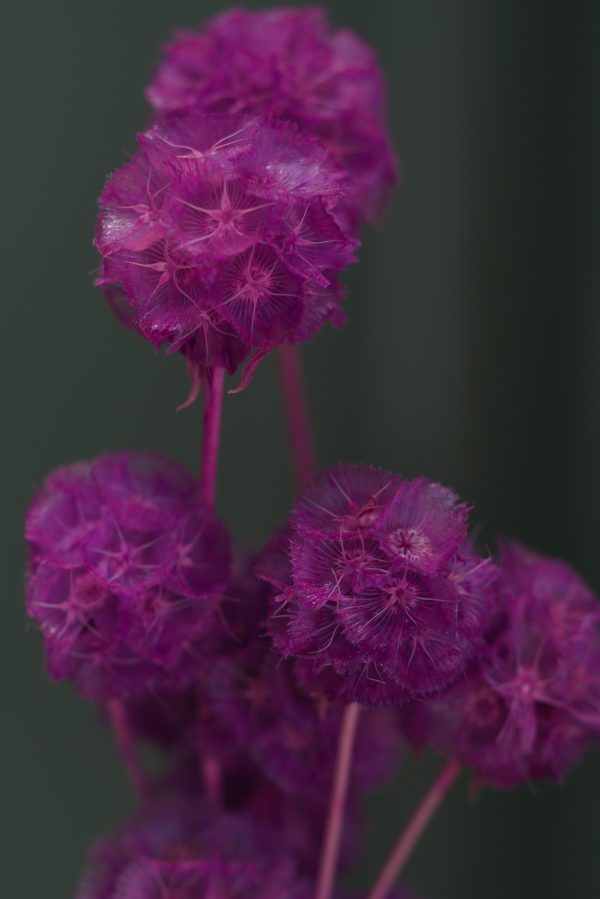 Purple Scabiosa - Image 2