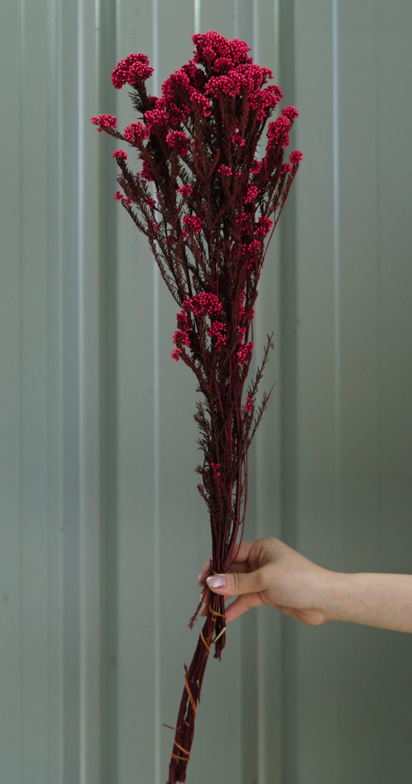 Light Red Rice Flower - Image 3