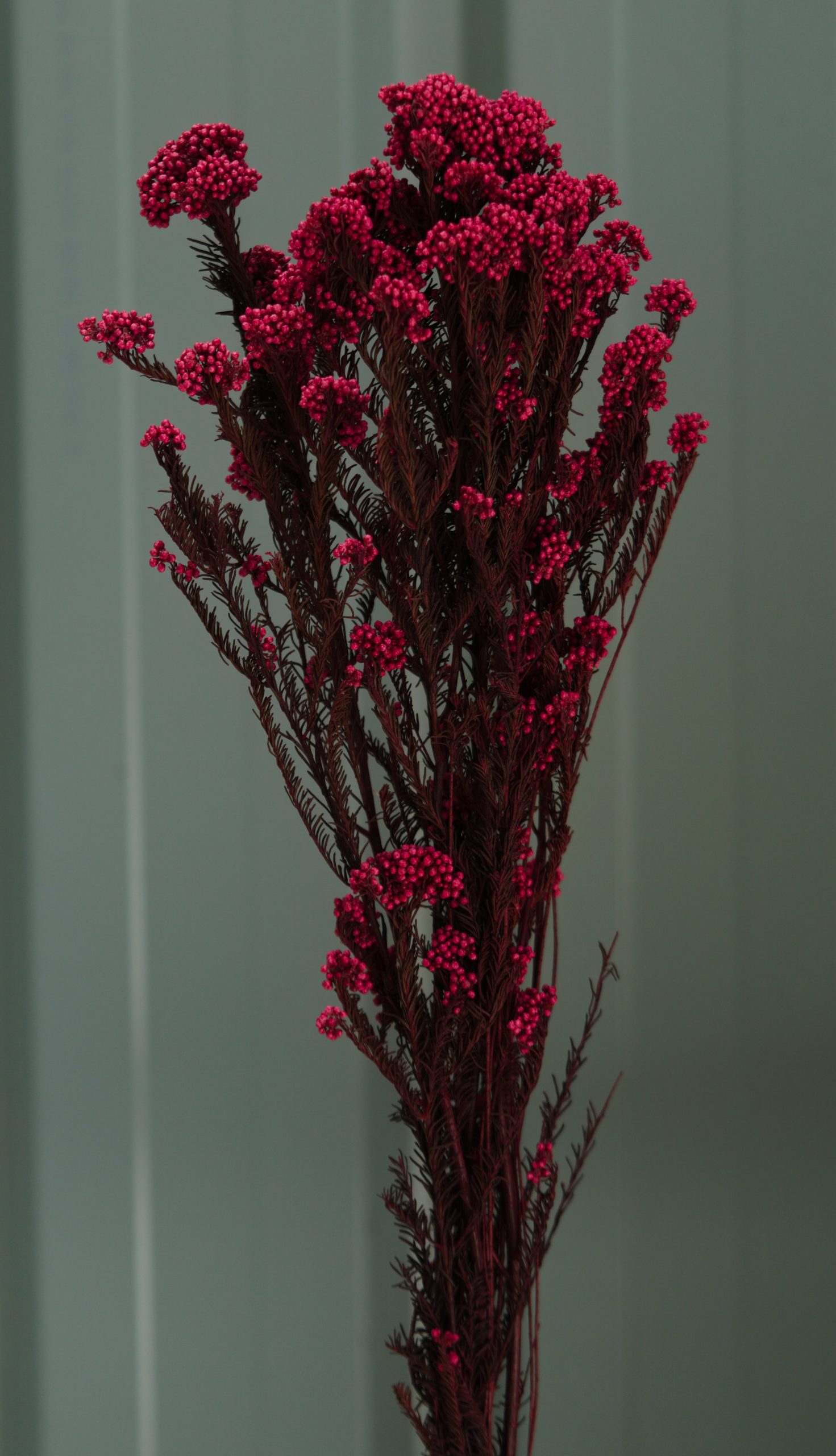 Light Red Rice Flower