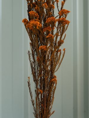Orange Rice Flower