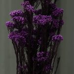 Purple Rice Flower